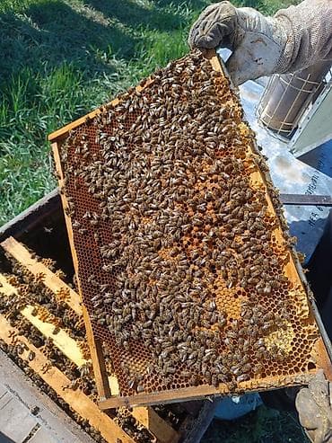 машинки для стрижки животных: Карника — 2