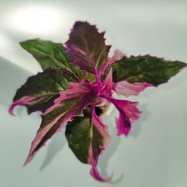 растения обмен: Фигура вариегатная. Эпипремнум Пинатум Вайт Марбл Вар — 1