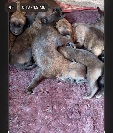 Бельгийская овчарка, 1 месяц, Самка, С родословной