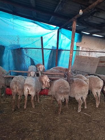 Зоотовары: Продаю | Овца (самка) | Для разведения | Ярка — 2