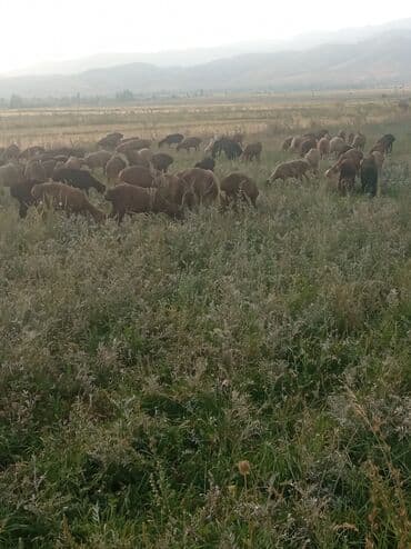 запчас трактор: Кой кайтарганга койчу керек. Тамак,жатакана бар,айлык Оз убагында — 1
