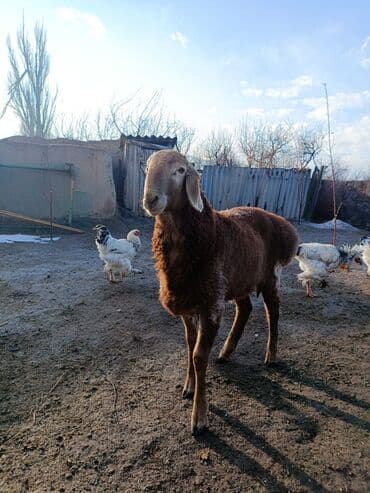 на ферме есть куры козлы и коровы: Продаю | Баран (самец) | Арашан | Для разведения — 3