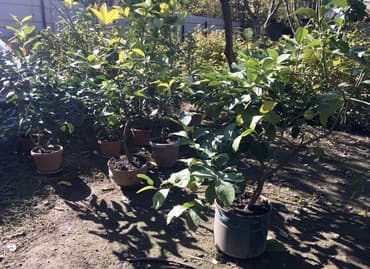 malina.kg продажа малины оптом в бишкеке новопокровка фото: Продается лимонное дерево с плодами и без, многолетние и молодые — 5