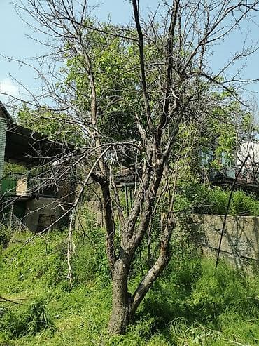 Дрова Фруктовая древесина at lalafo.kg Дрова Фруктовая древесина