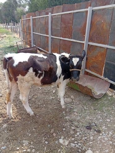 зааненские козы где можно купить и цена: Продаю | Музоо, торпок | Полукровка | Для молока — 3