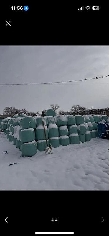 Айыл-чарба жаныбарлары: СИЛОС В БАБИНАХ 🌽
УРОЖАЙ 2024
Идеально выдержан
30% зерна — 3