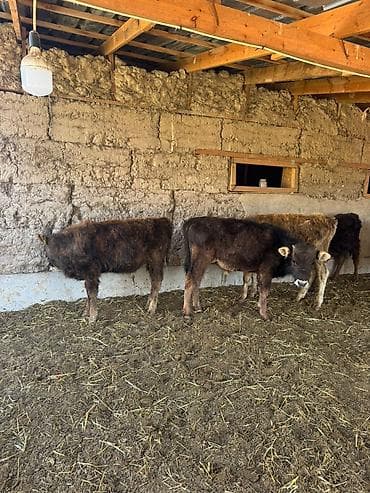 обмен на крс: Продаю | Бык (самец) | Полукровка | На откорм — 3