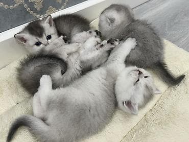британская шоколадная кошка: Британские короткошерстные котята, окрас шиншилла/силвер-шейдед. - — 3
