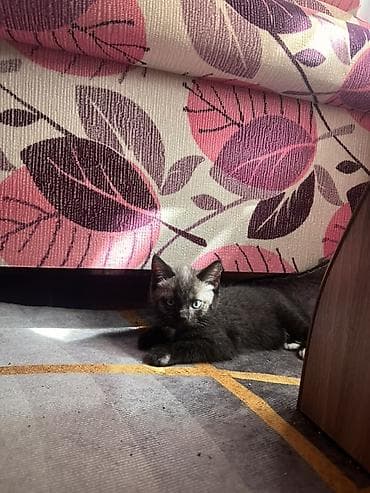 кошки продаются очень бесплатно: Британская короткошёрстная, 1 месяц, Мальчик, Приучена к лотку, Проглистована — 2