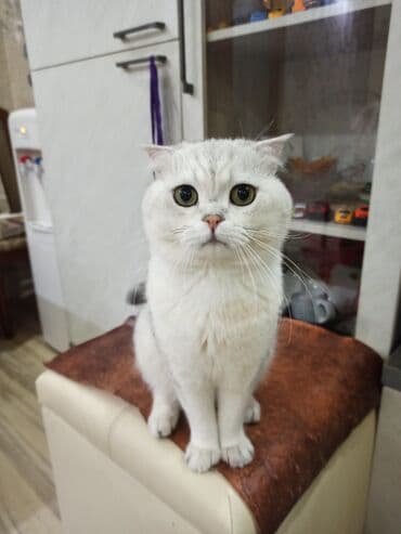 tuxedo порода кошек цена: Скотиш Фолд (Шотландская вислоухая), 2 года, Мальчик, Серебристая шиншилла, Приучена к лотку — 8