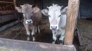 корова на забой: Продаю | Бык (самец) | На откорм | Привязанные — 4