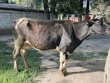 коровы молоко: Продаю | Корова (самка) | Голштин | Для молока — 4