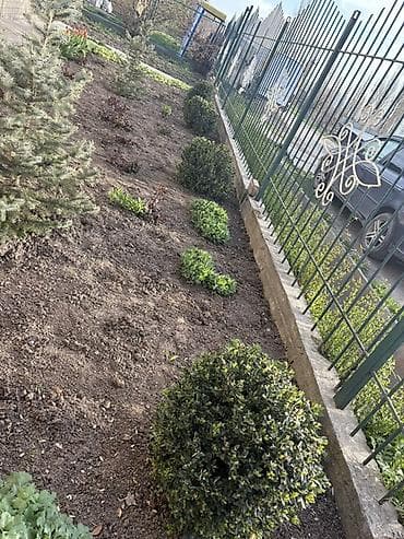 мирт растение: Вечнозелёный куст самшита (Buxus) – шаровидной формы. - Плотная крона — 4