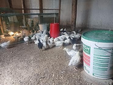 тазы ит: Сатам | Балапандар | Бройлер | Союуга — 2