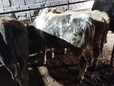 продажа коров: Продаю | Бык (самец) | На откорм | Привязанные — 1