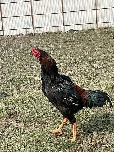 животные корова: Продаю | Петух | Бойцовая | Для разведения — 1