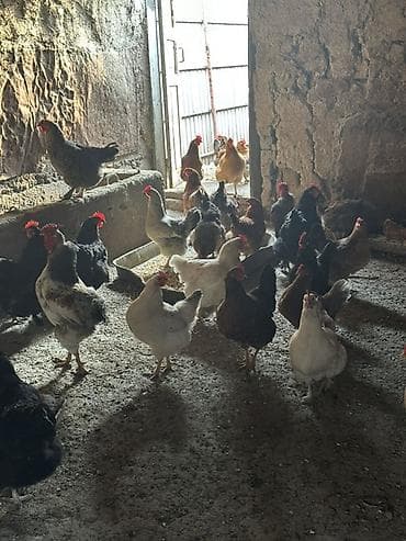 Эчкилер, текелер: Сатам | Тооктор | Үй | Жумуртка туудуруу үчүн — 1