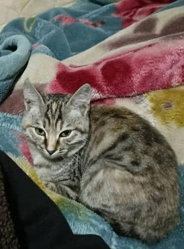 Пропала : Девочка, Шоколадный