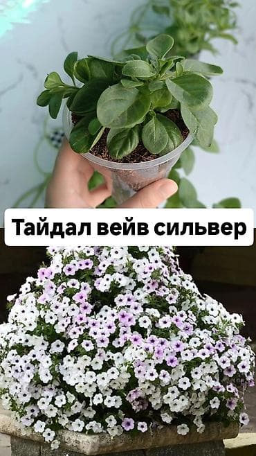 акантовка лапка: Рассада ампельной петунии (серии Тайдал Вейв и Опера) Доступные — 1