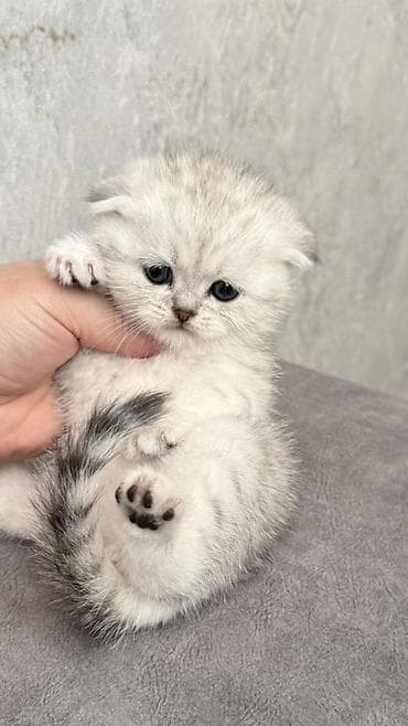 тай палтарашка: Продается котенок — 2