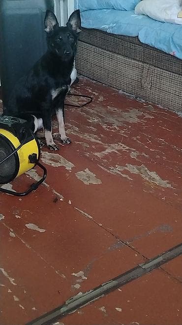 Отдам даром собаку: 5 месяцев, Самка — 1