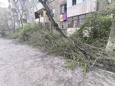 грунт бесплатно: Бесплатно отдам ветки и стволы после обрезки деревьев. Описание: - — 5