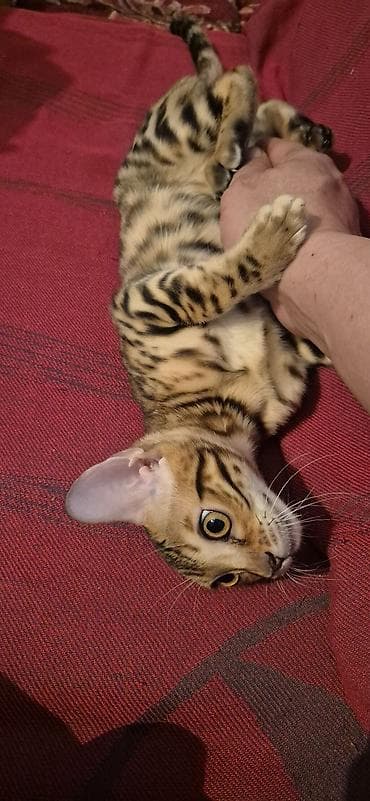 Продажа кошек: Продаются Бенгальские чистокровные котята, возраст 1.5 месяца — 10