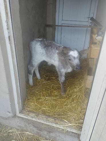 японская собака акита ину: Продаю | Тёлка | Для разведения | Племенные — 1