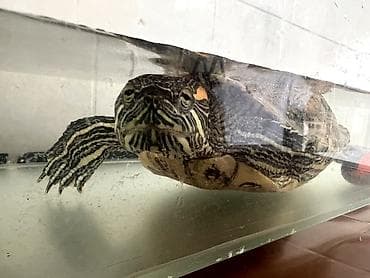 хамелеон животные: Отдам в добрые руки
Красноухая водяная черепаха — 2