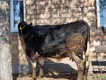 карова быки: Продаю | Корова (самка) | Для молока | Привязанные — 6