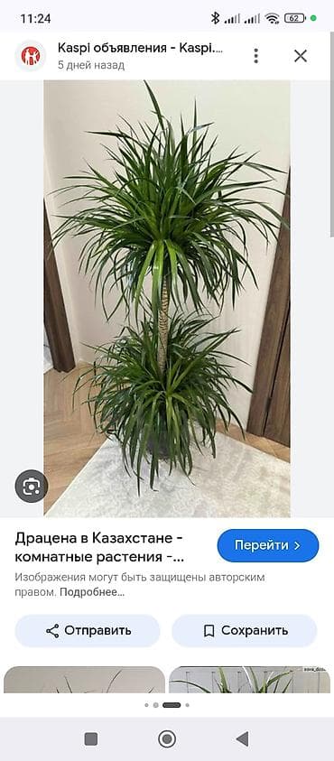 эухарис: Комнатные декоративные растения в горшках:Цена договорная 1) Эухарис — 9