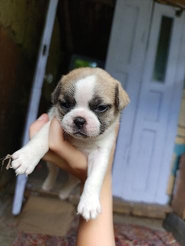 Продажа собак: Бульдог, 1 месяц, Самец — 4