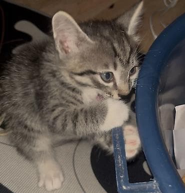 d cat: Кошка даром: Беспородная, 2 месяца, Девочка, Приучена к лотку, Проглистована — 1