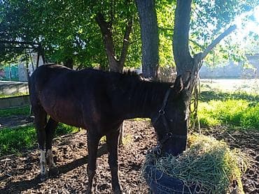 ящик сатылат: Сатам | Байтал | Жумушка — 1