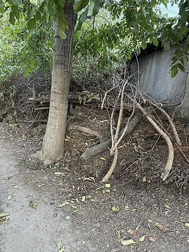 фруктовый дрова: Отдам даром Дрова для растопки, только самовывоз — 2