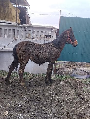 Башка жаныбарлар: Сатам | Тай | Аргын | Көбөйтүү үчүн | Асыл тукумдуу — 3