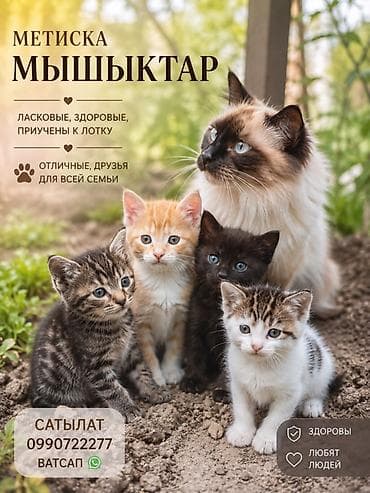 игрушки кошек: Милые котята-метисы от домашней кошки. Ласковые, здоровые, приучены к — 1