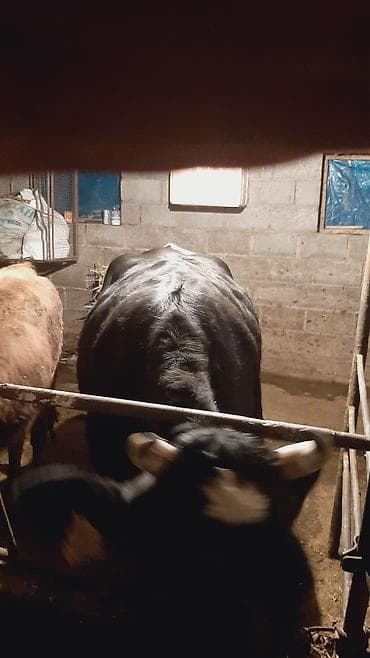 грут: Продаю | Корова (самка) | На откорм | Привязанные — 6