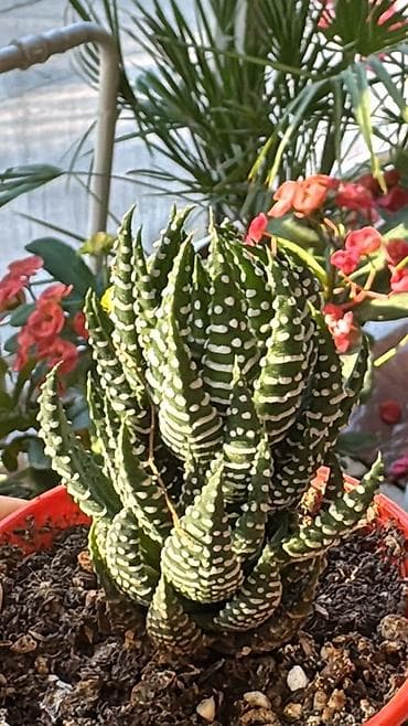 сколько стоят кактусы: Коллекция суккулентов в горшках 1) Кристатная форма кактуса/молочая — 4