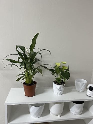 Комбонабор муж+ женское счастье 1000 сом,высота вместе с горшком 25-30 — 3