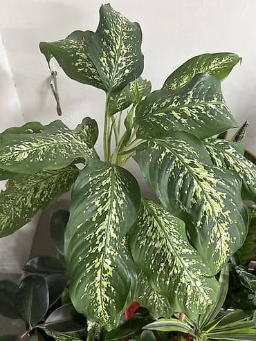 хола: Дифенбахия крупнолистная (Dieffenbachia) в декоративном кашпо. - — 2