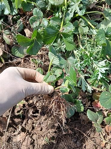 для клубника: Рассада садовой земляники (клубники) — усы с открытой корневой — 1