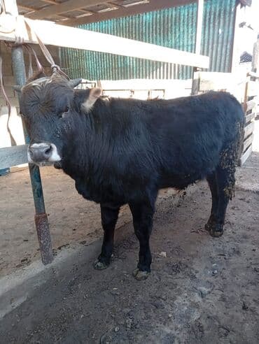 бык цена: Продаю | Бык (самец) | Алатауская, Швицкая, Абердин-ангус | На откорм, Для разведения | Осеменитель, Искусственник — 2