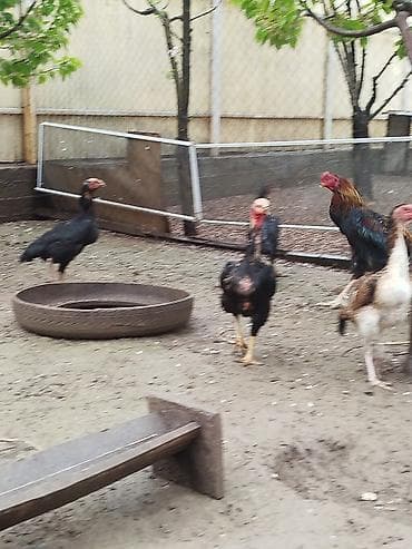 суточный квартира джалал абад: Дакан мекиштер сатылат активный 8 штук бар алмашу жолдору бар жемге — 1