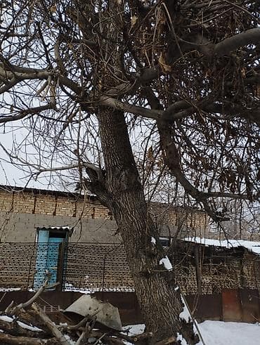 скупка дерево: Продаю орех

можете писать вотсап — 1
