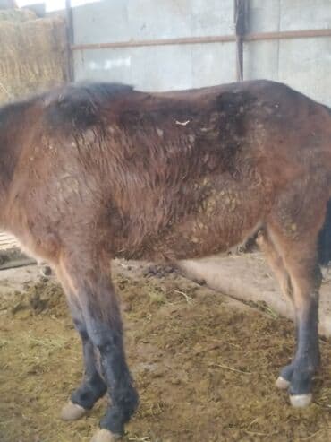 охотничий собак: Продаю | Жеребец | Кара Жорго | На забой | Осеменитель — 7