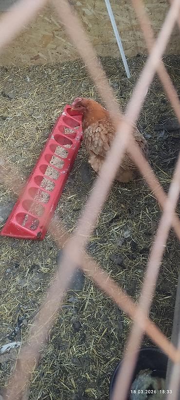 Тооктор, короздор: Сатам | Тооктор | Тебиштирүүчү | Көбөйтүү үчүн — 3