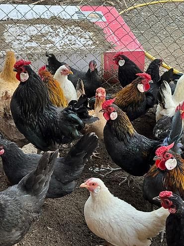 сколько стоит голубь: Продаю карликовых кур бентамок, выведенные клушкой, абсолютно — 2