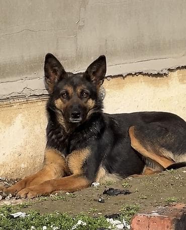 Бекер берем, отдам в хорошие руки, Немецкая овчарка, классический