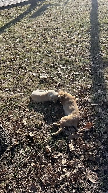 Отдам даром собаку: Щенки, метисы средних пород - Два активных щенка оставленные на — 3